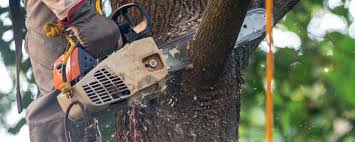 Trusted South Kensington, MD Tree Care Experts