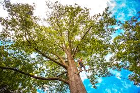 Tree and Shrub Care in South Kensington, MD